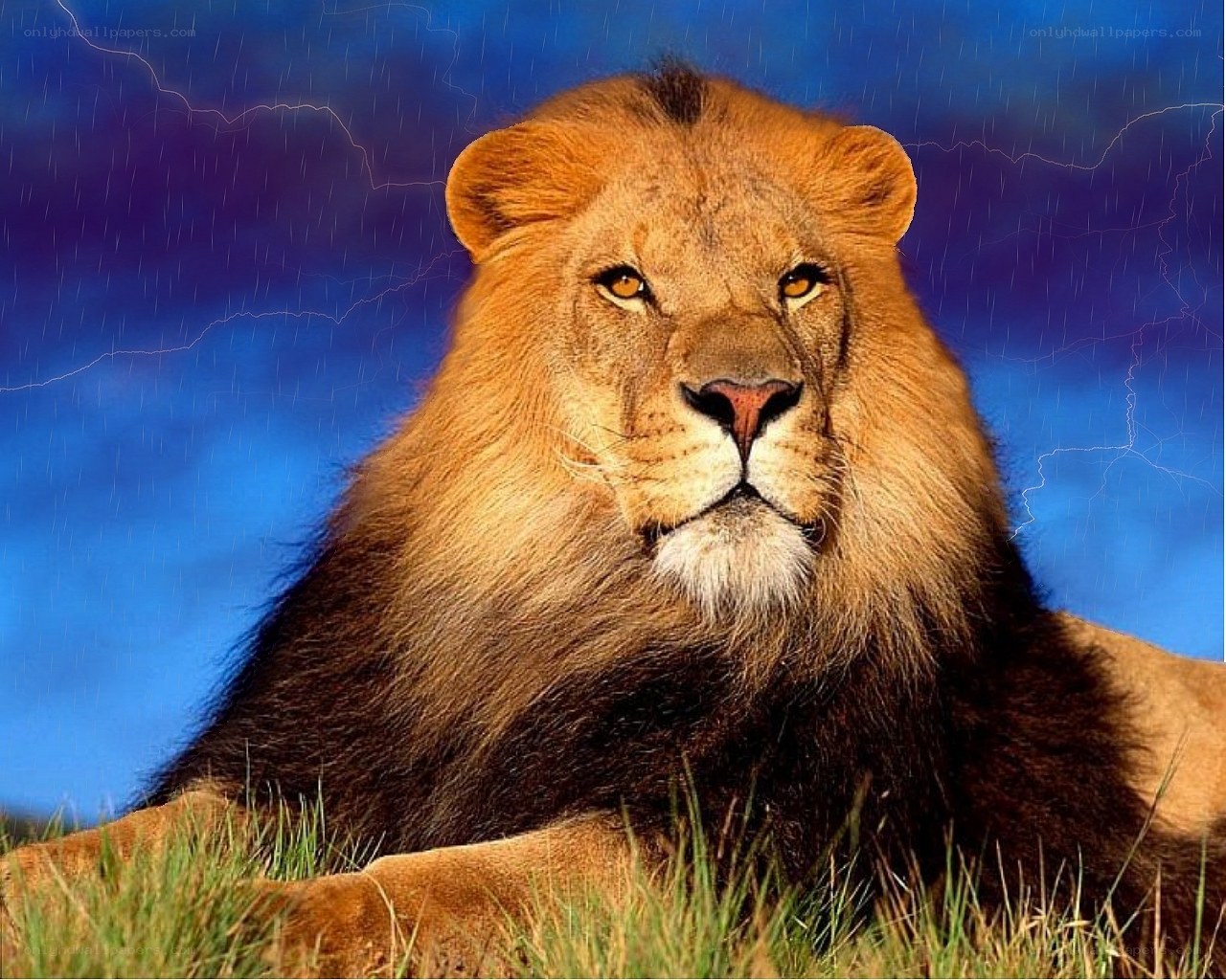 Lion in stormy weather