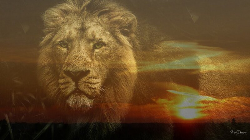 Lion in Sunset — Orange, Dramatic