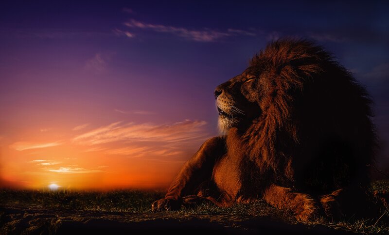 Lion in Sunset — Orange