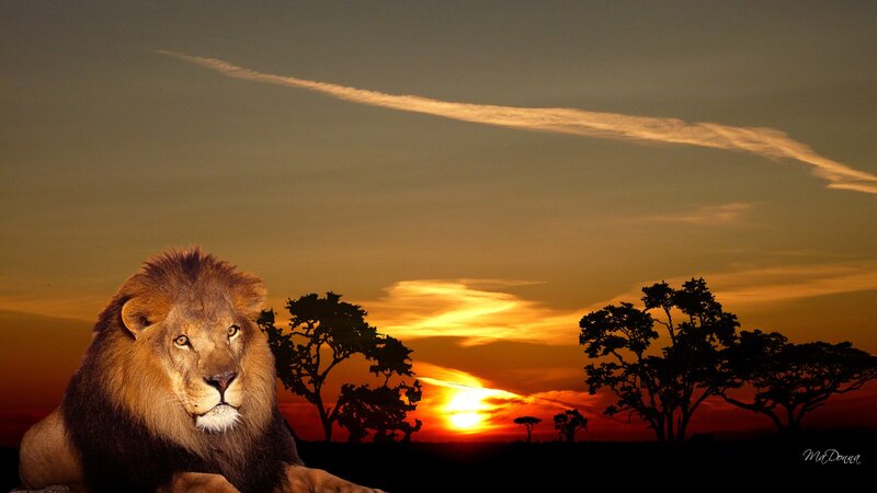 Lion in Sunset