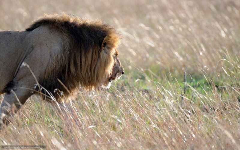 Lion in tall grass