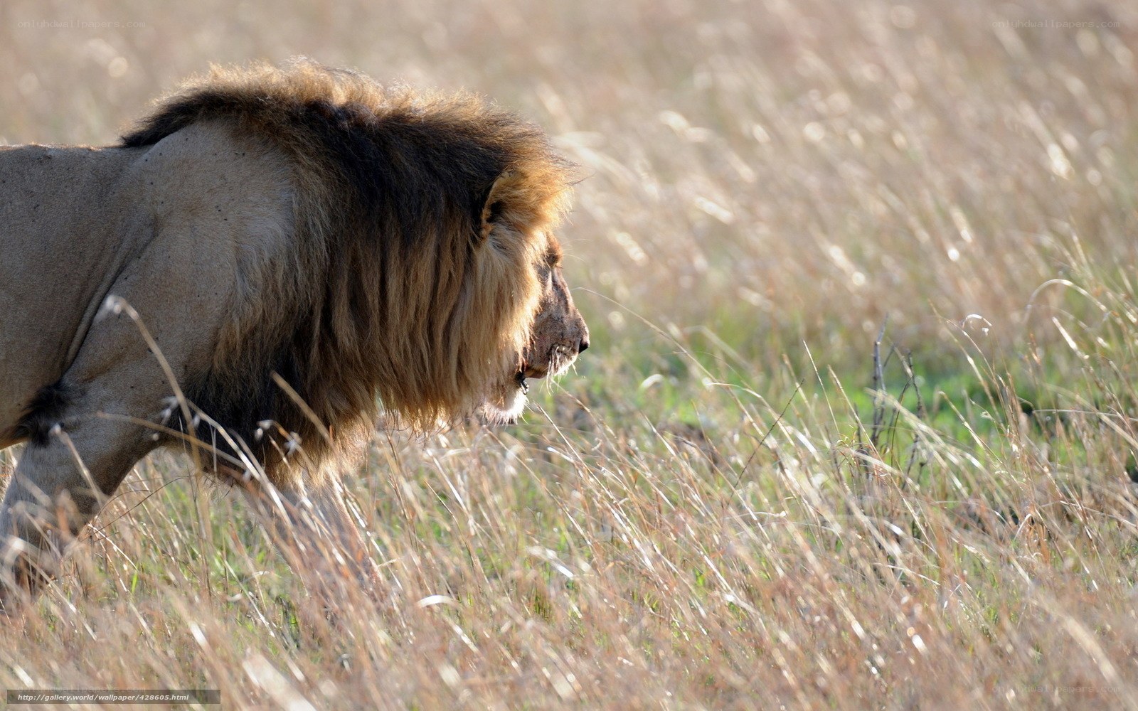 Lion in tall grass