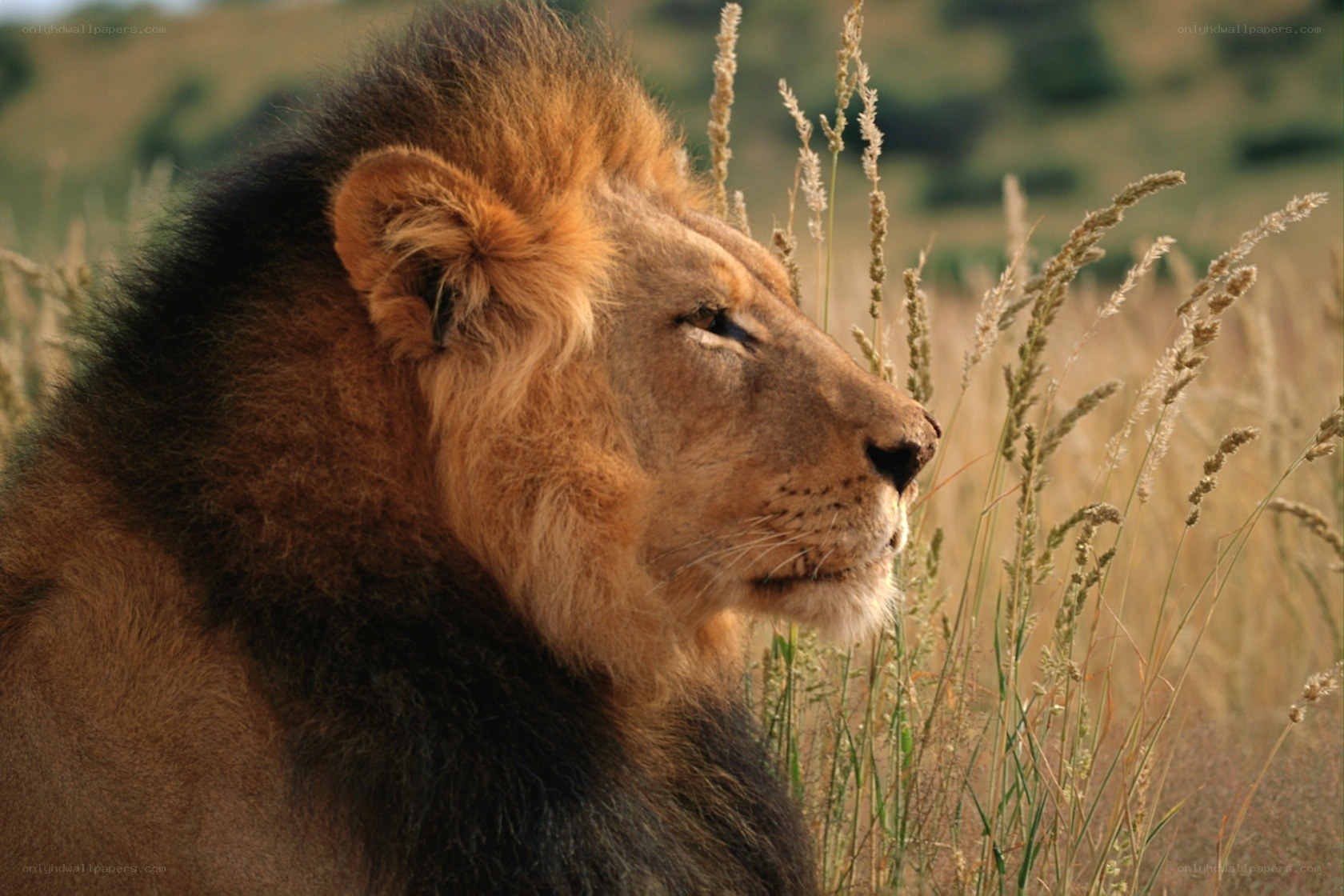 Lion in tall grass