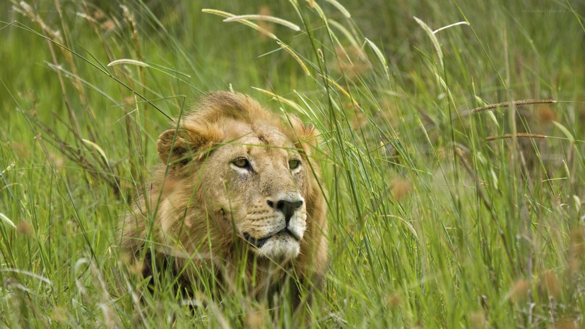 Lion in tall grass
