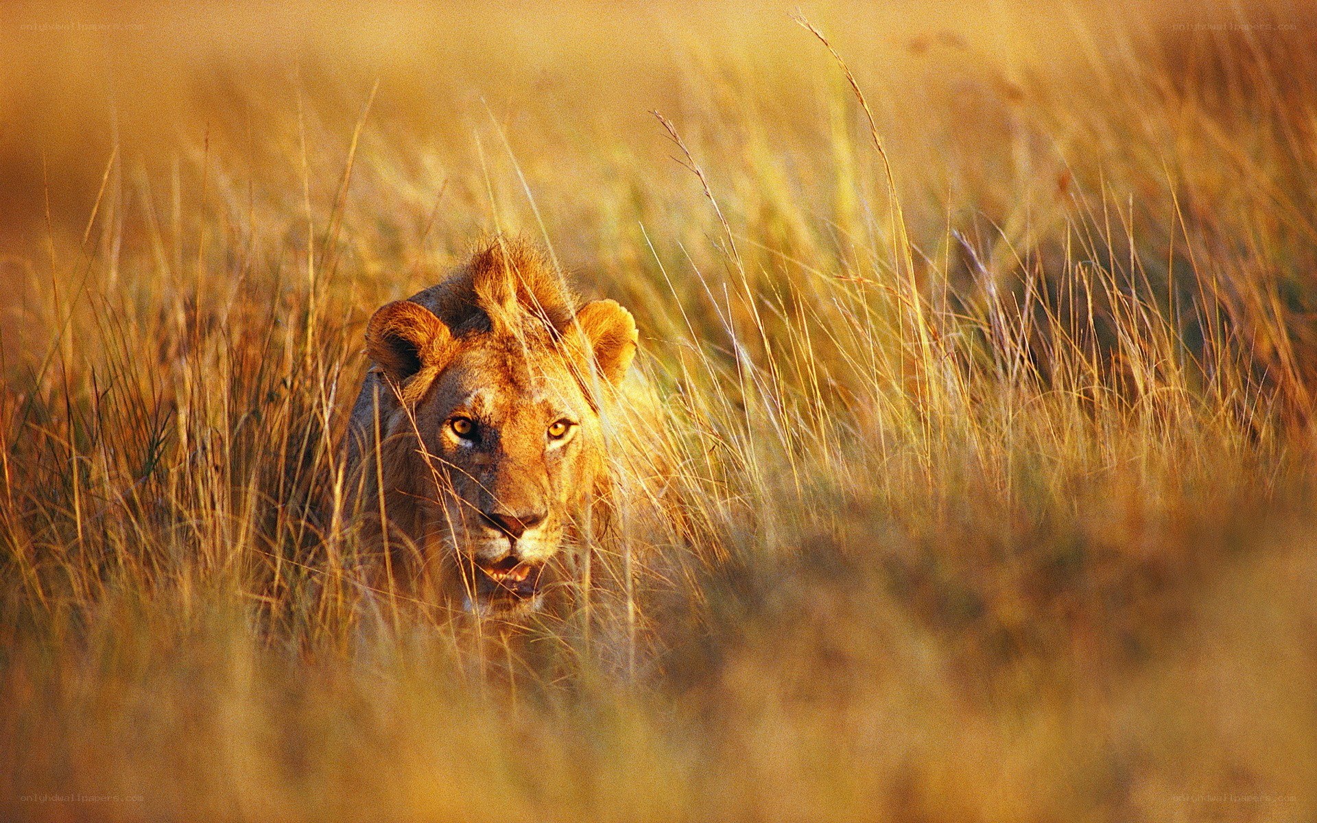 Lion in tall grass