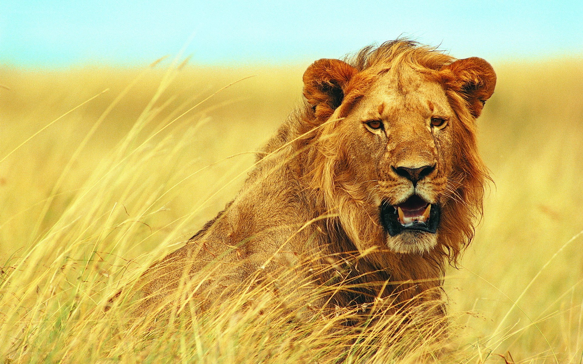 Lion in tall grass
