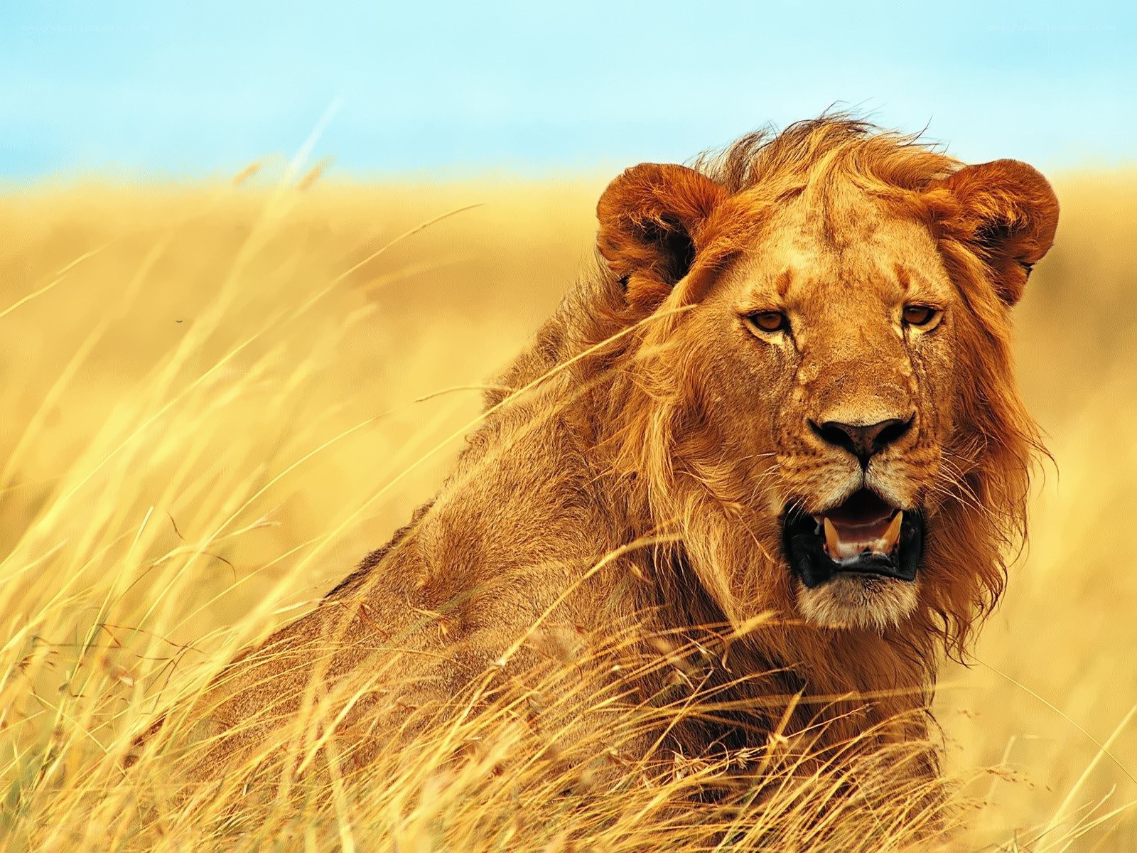 Lion in tall grass