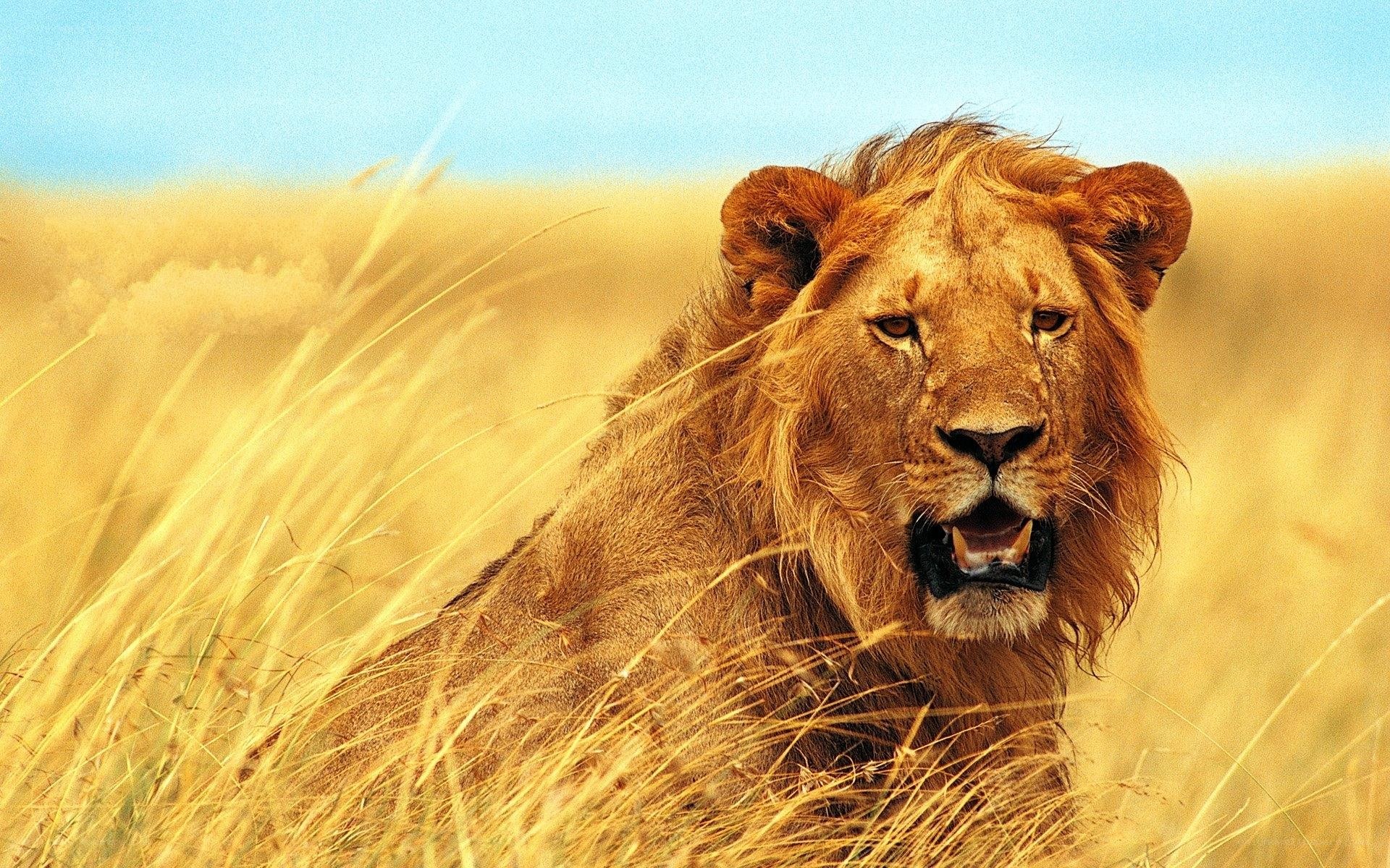 Lion in tall grass