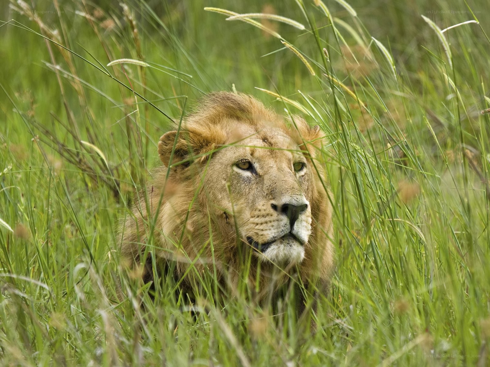 Lion in tall grass