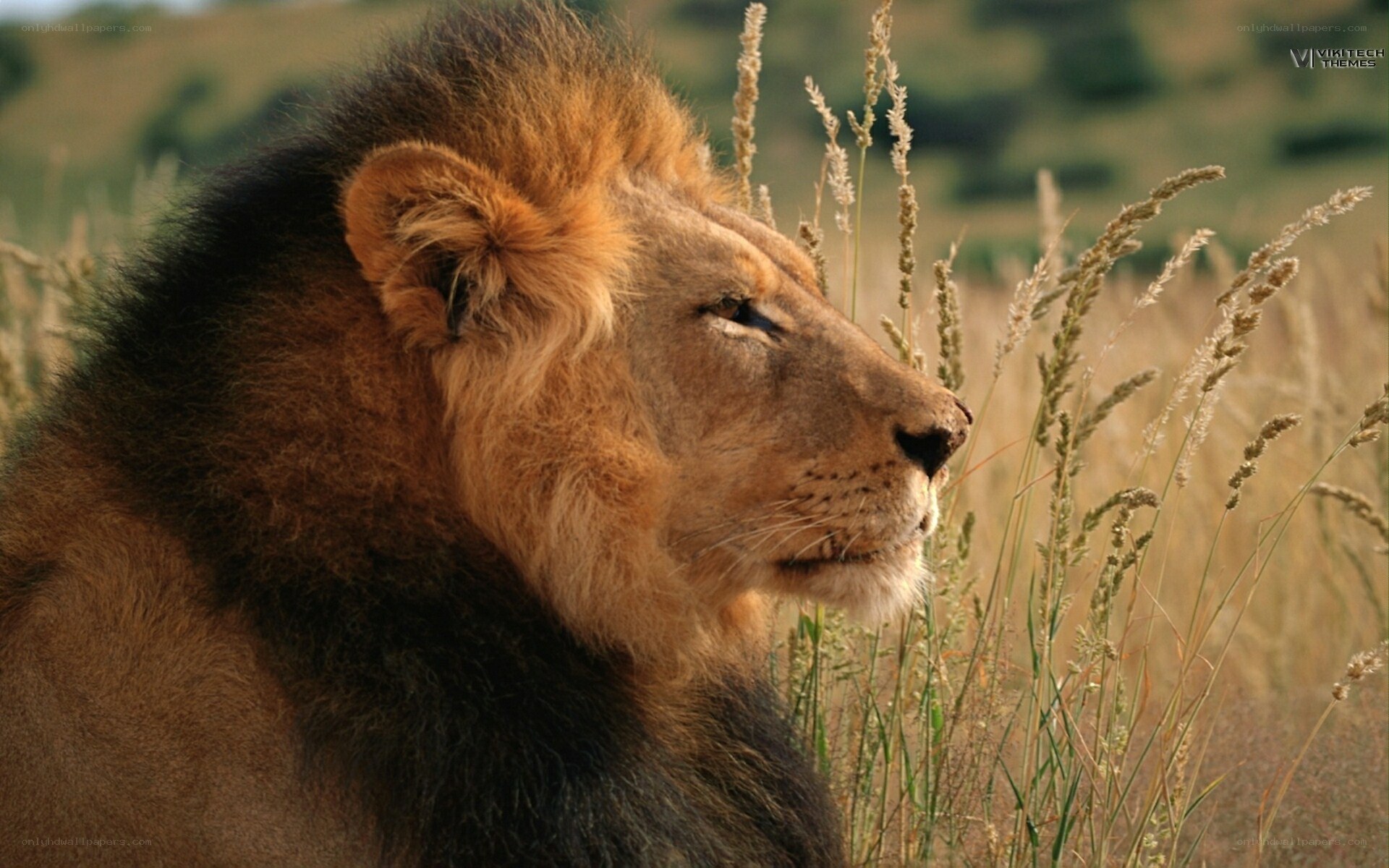 lion in tall grass