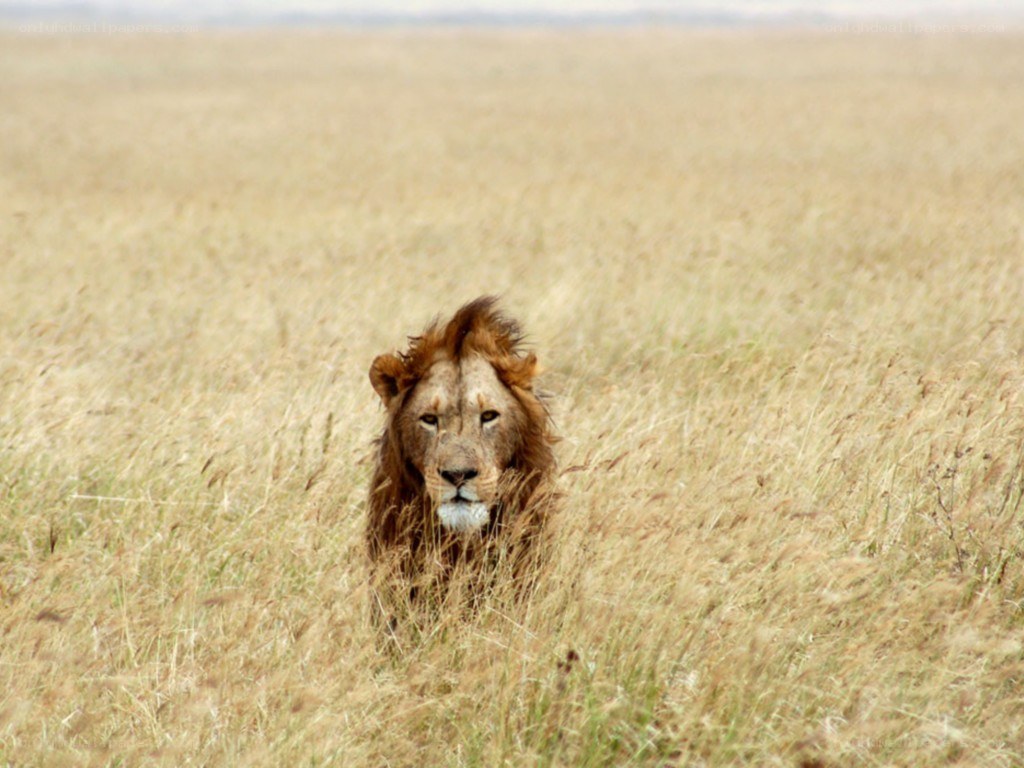 Lion in tall grass