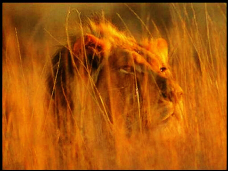 lion in tall grass