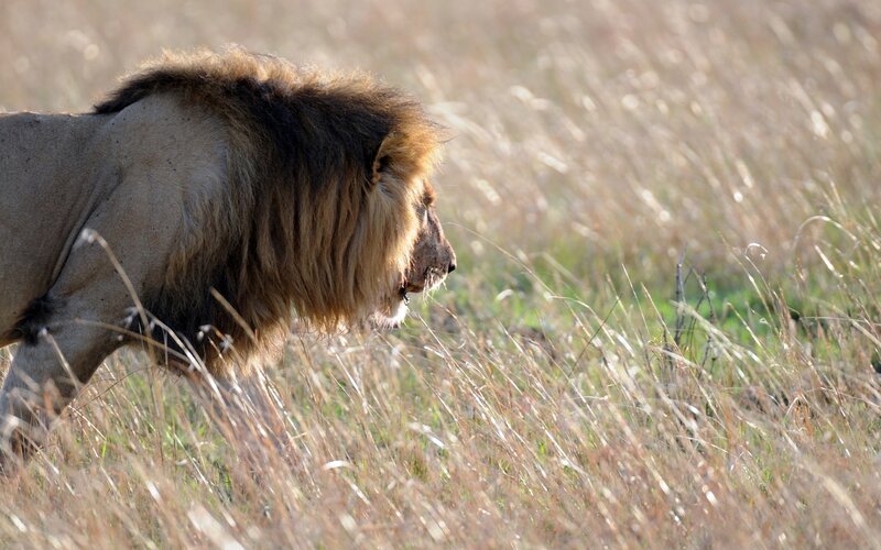 Lion in tall grass