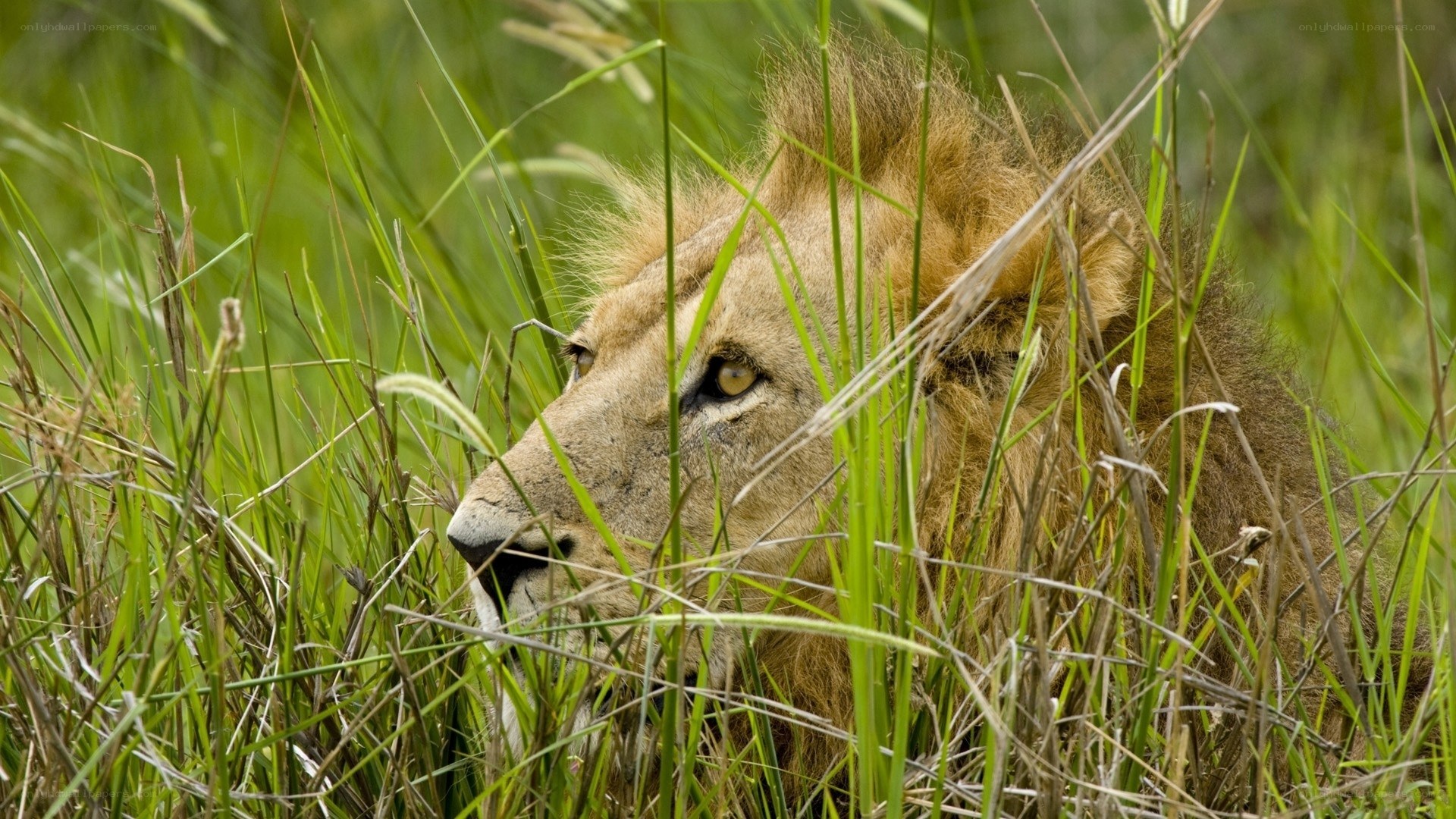 Lion in tall grass