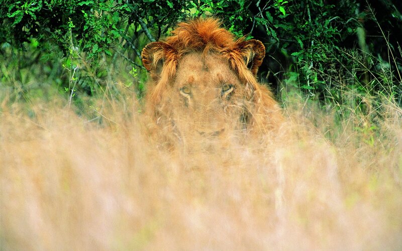 Lion in Tall Grass — Brown, Alert