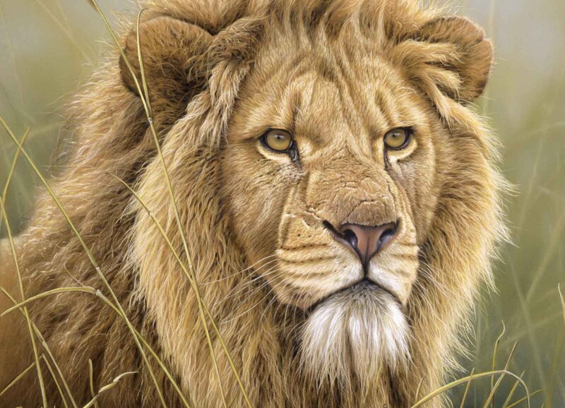 Lion in Tall Grass — Brown, Calm