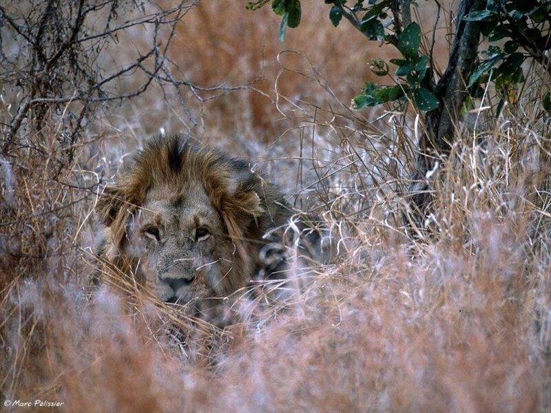 Lion in Tall Grass — Brown, Natural