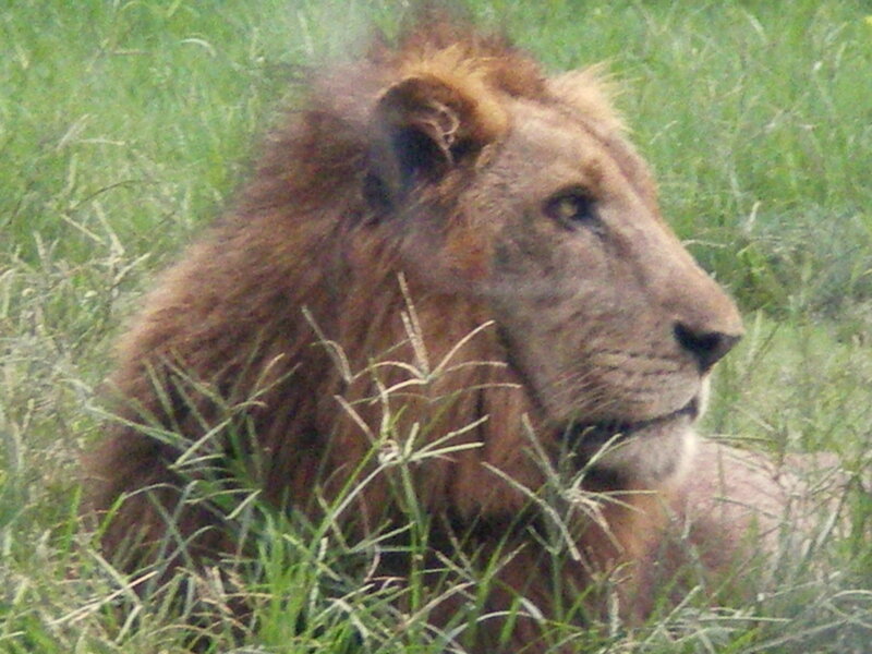 Lion in Tall Grass — Brown