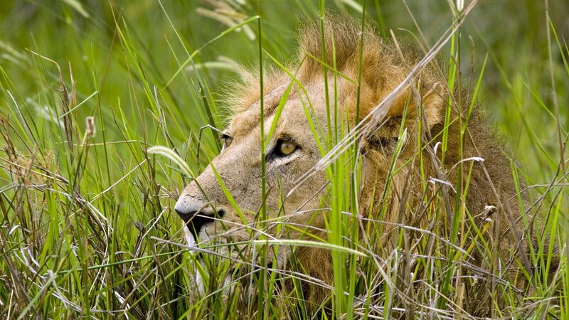 Lion in Tall Grass — Green, Alert, Photograph