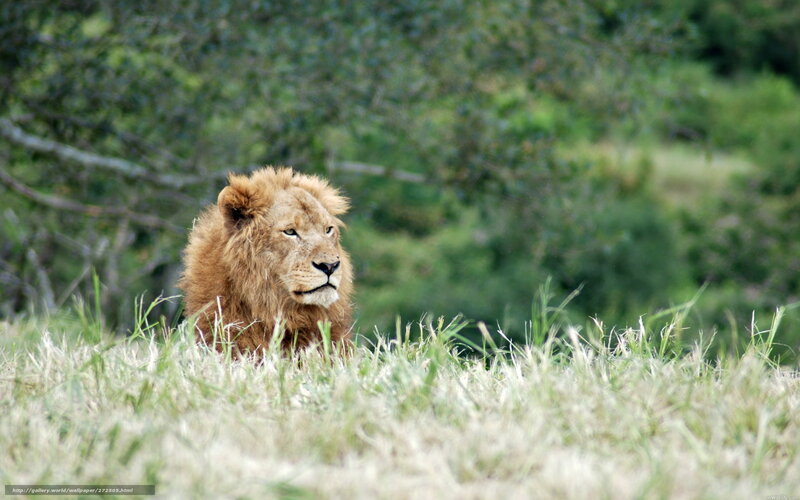 Lion in Tall Grass — Green, Calm, Afternoon, Photograph