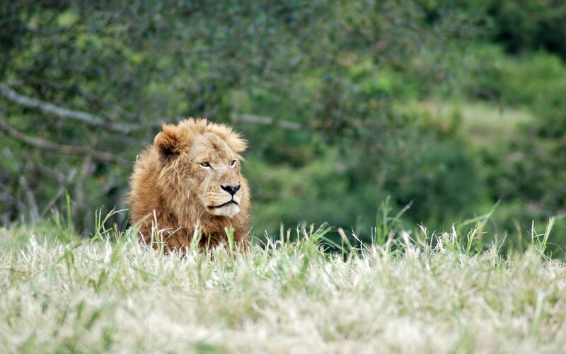 Lion in Tall Grass — Green, Calm, Afternoon, Photograph, Trees