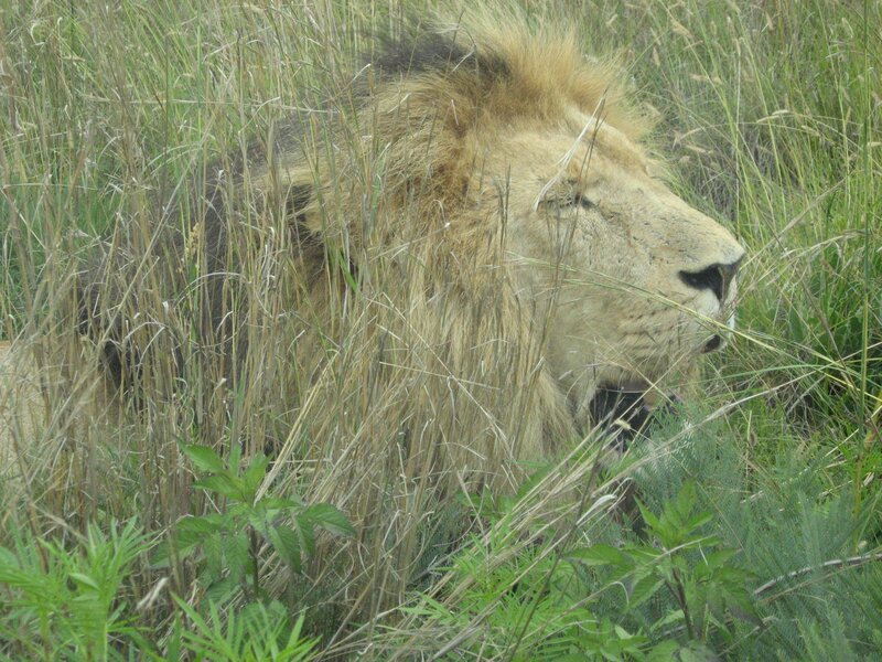 Lion in Tall Grass — Green, Calm, Photograph
