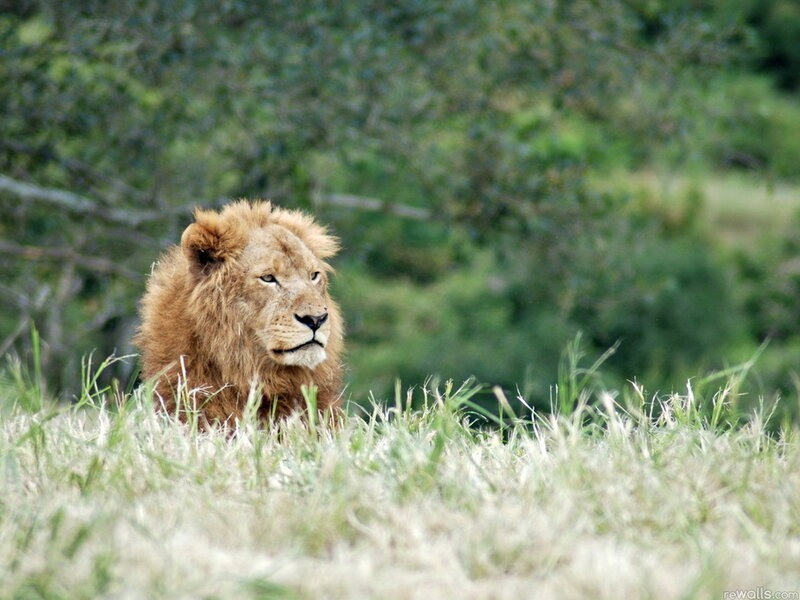 Lion in Tall Grass — Green, Calm