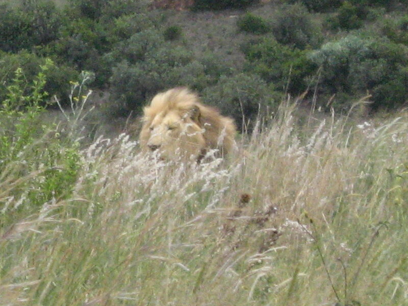 Lion in Tall Grass — Green, Natural