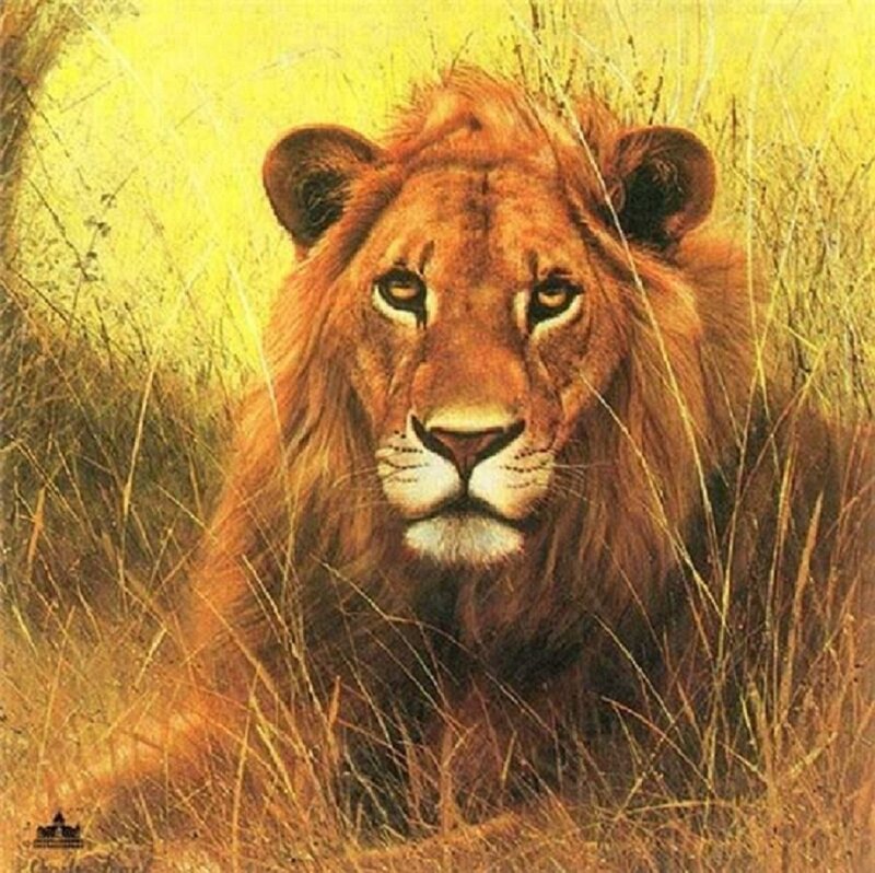 Lion in Tall Grass — Yellow, Calm