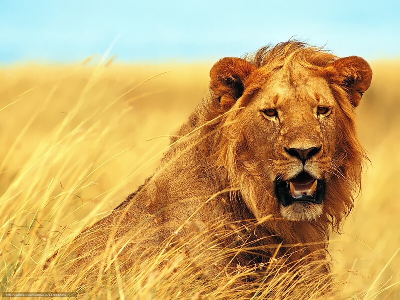 Lion in Tall Grass — Yellow, Natural
