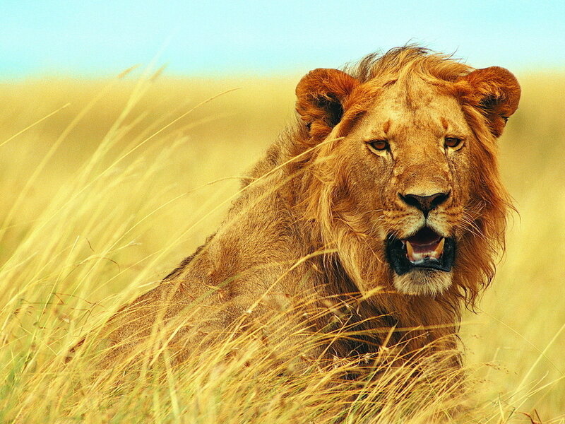 Lion in Tall Grass — Yellow