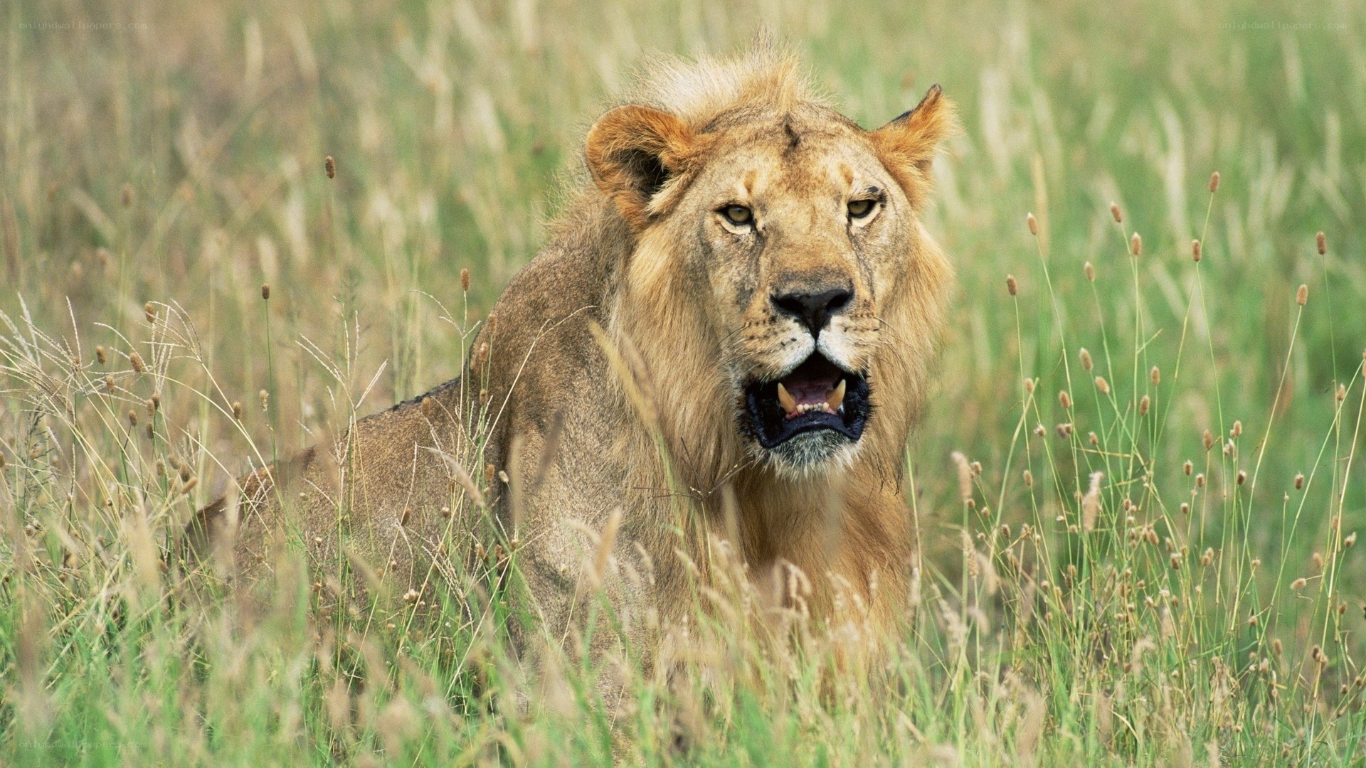 Lion in tall grass