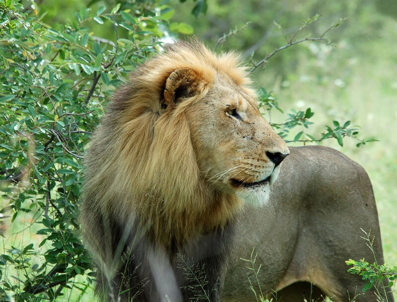 Lion in the bush