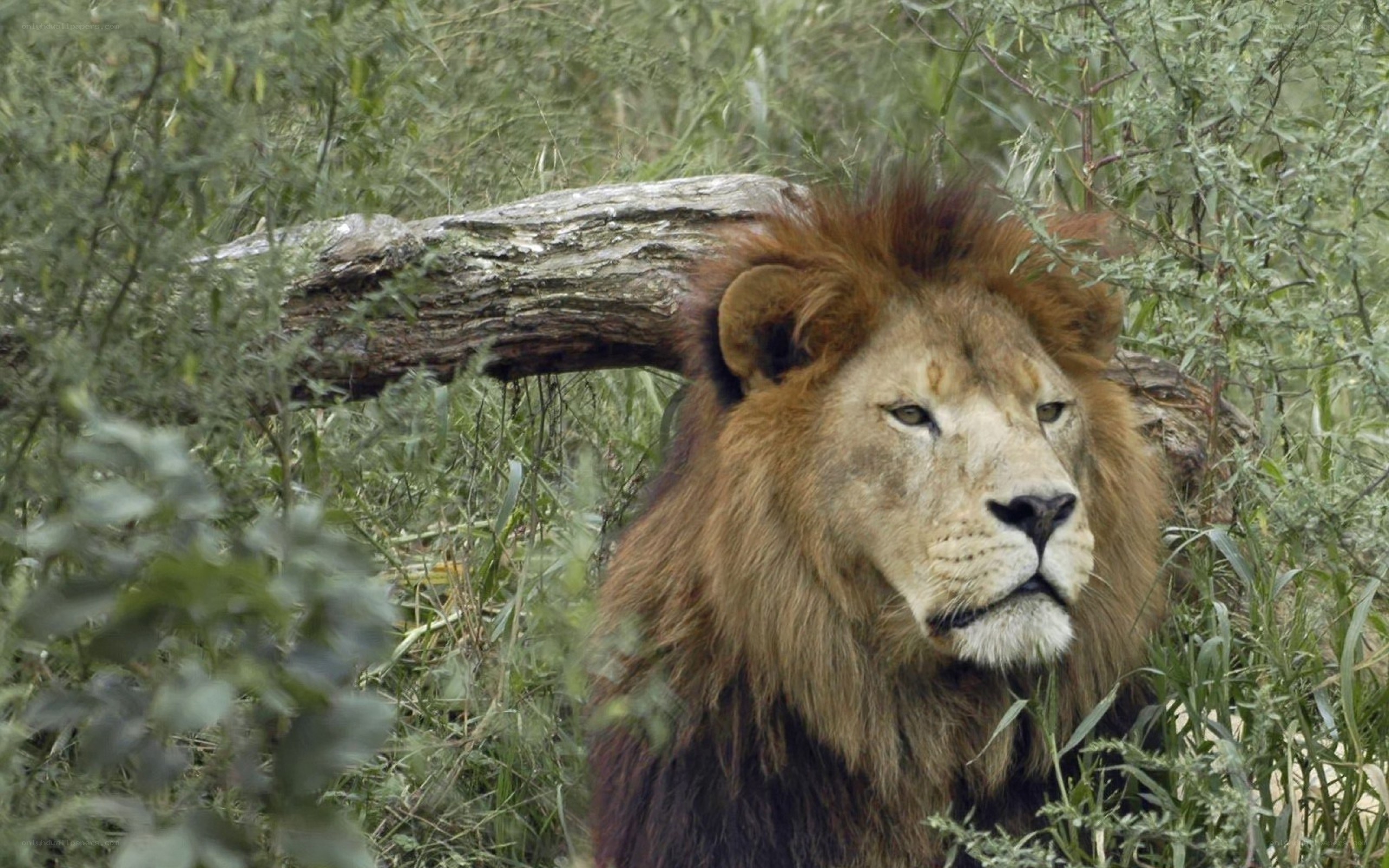 Lion in the bushes