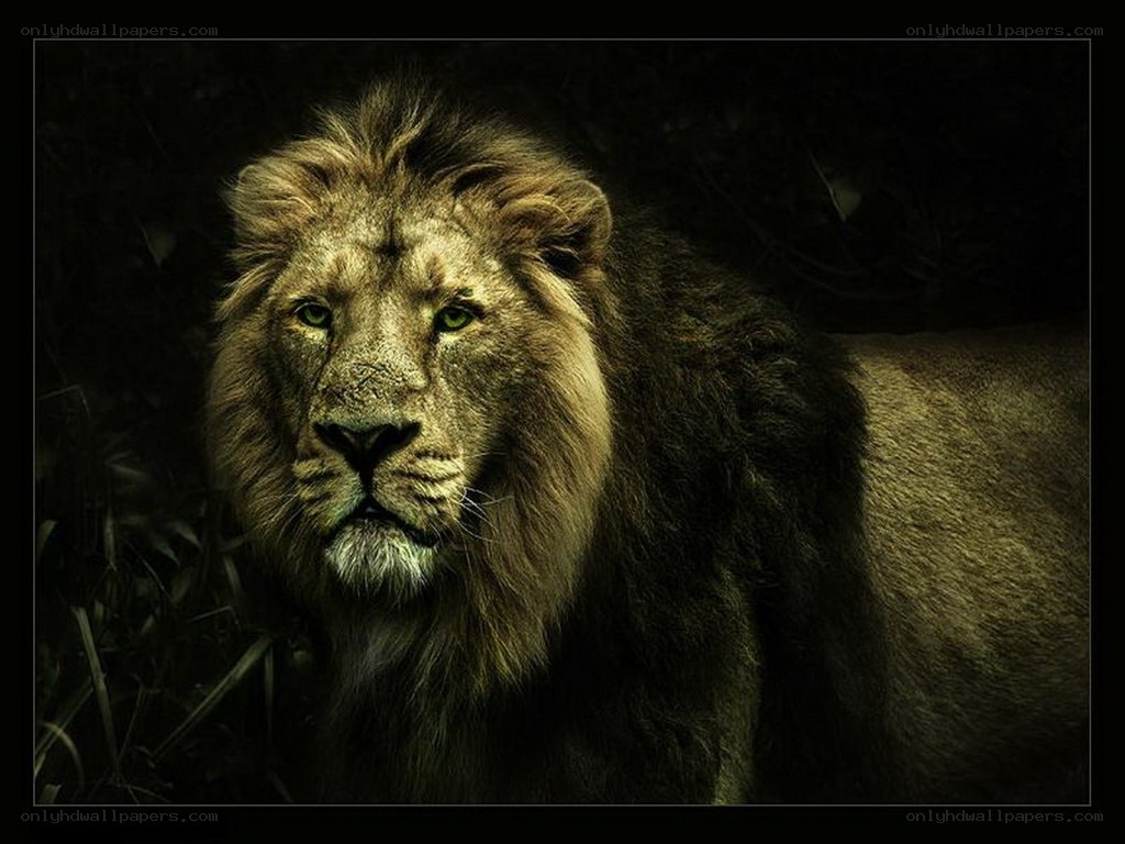 Lion in the dark