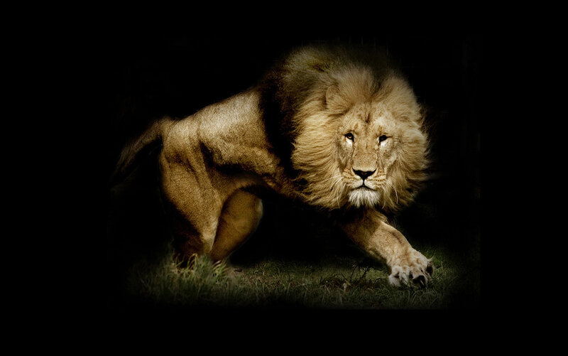 Lion in the dark