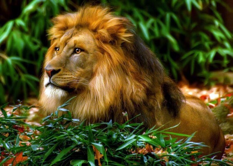 Lion in the forest