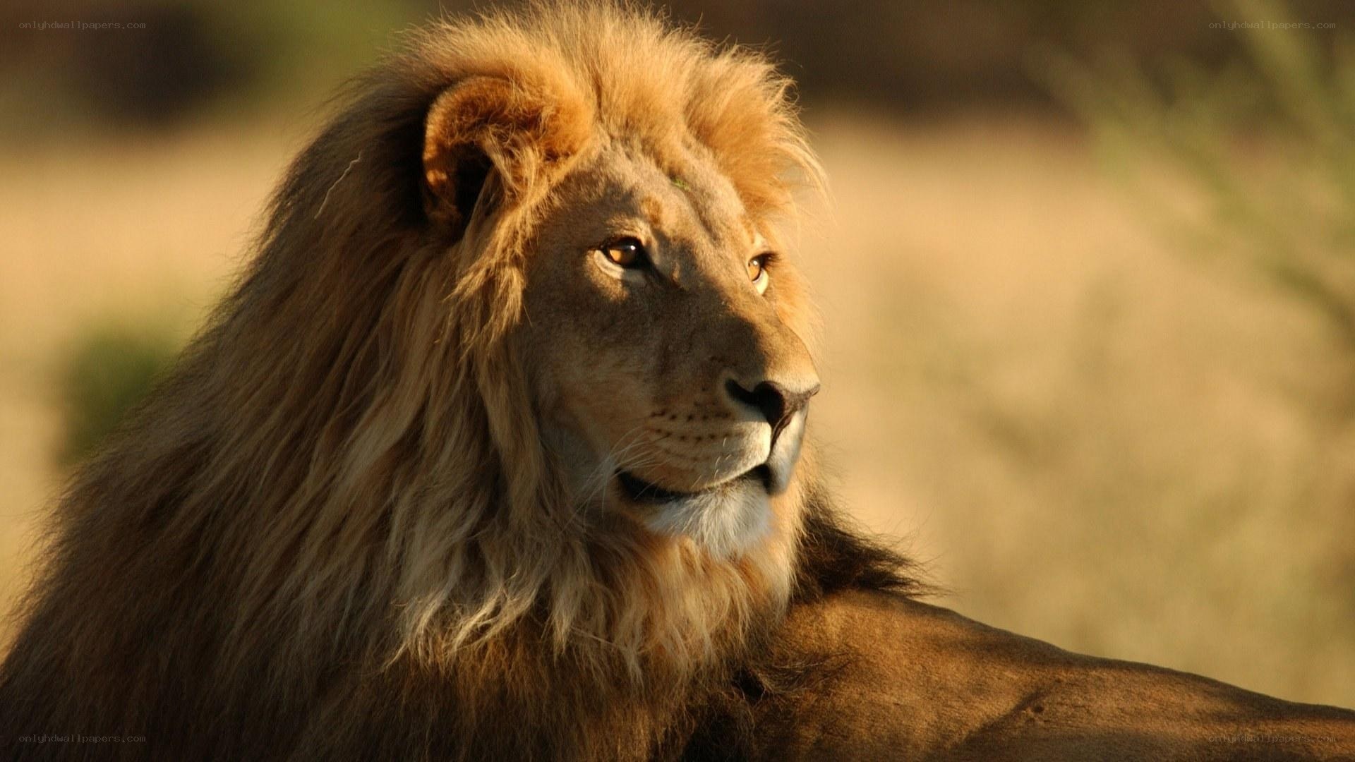 Lion in the golden light