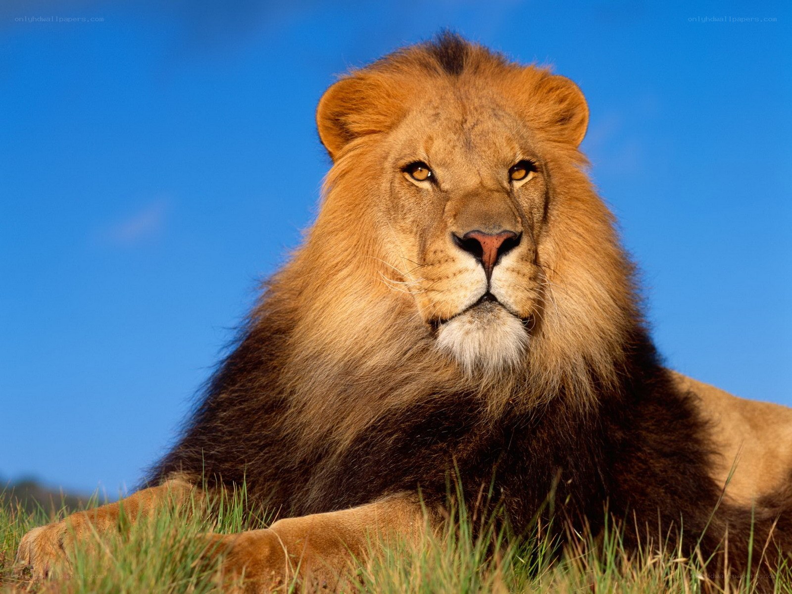 Lion in the grass