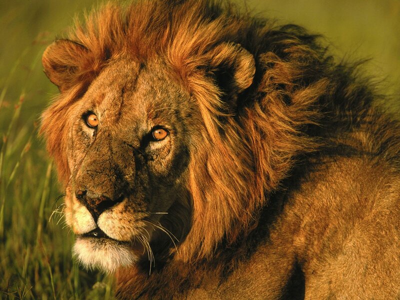Lion in the grass