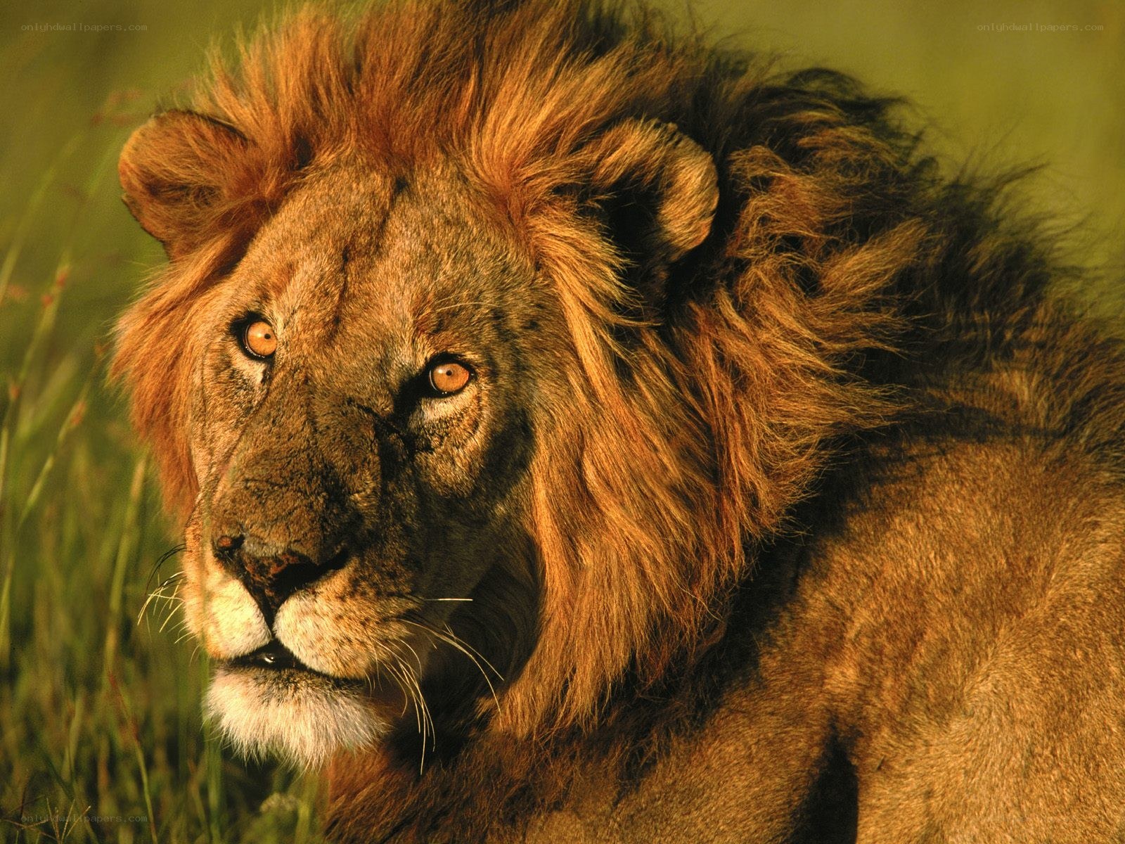 Lion in the grass