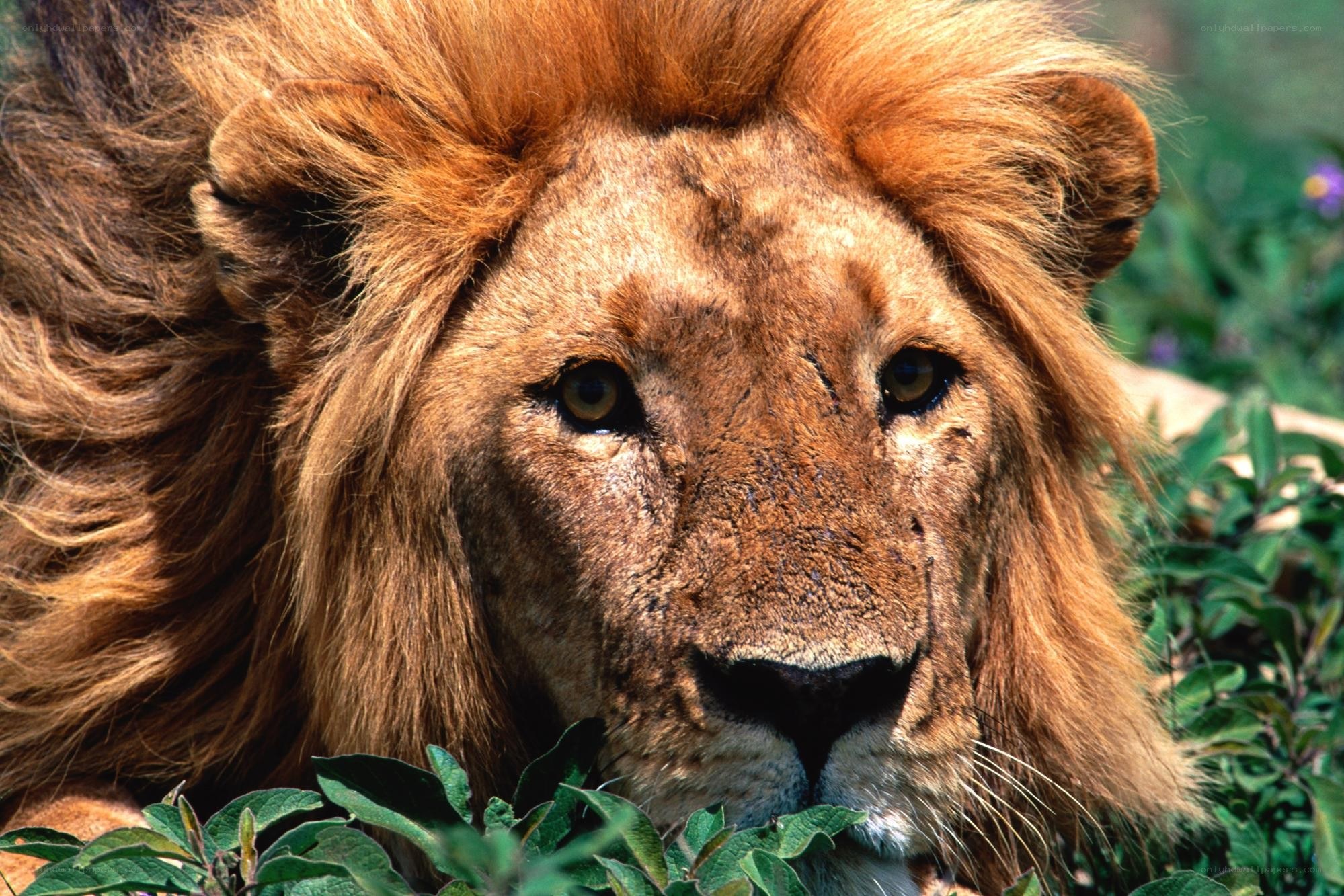 Lion in the grass