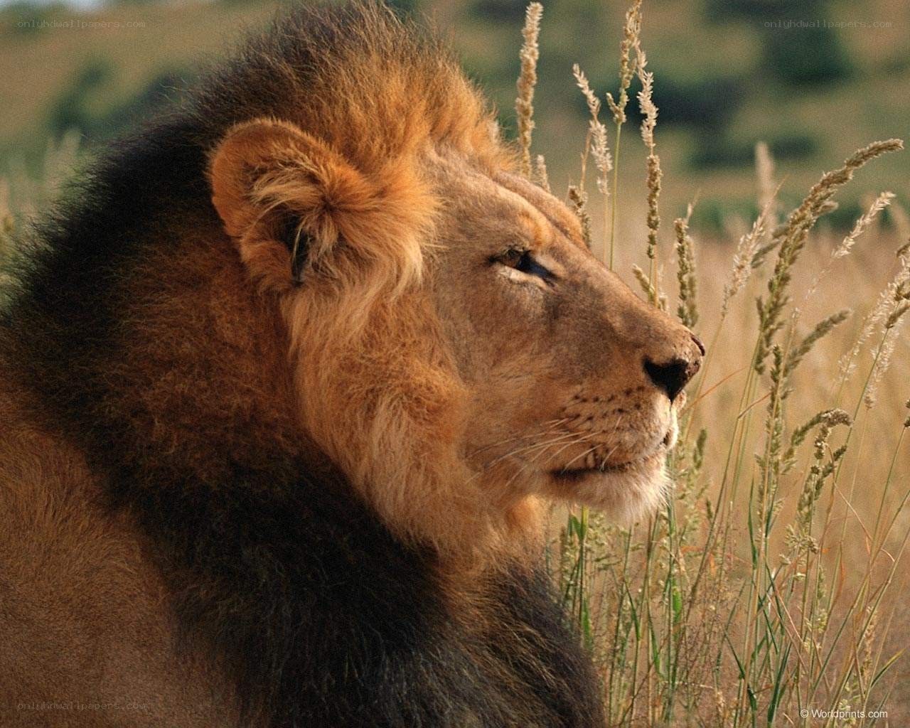 Lion in the grass