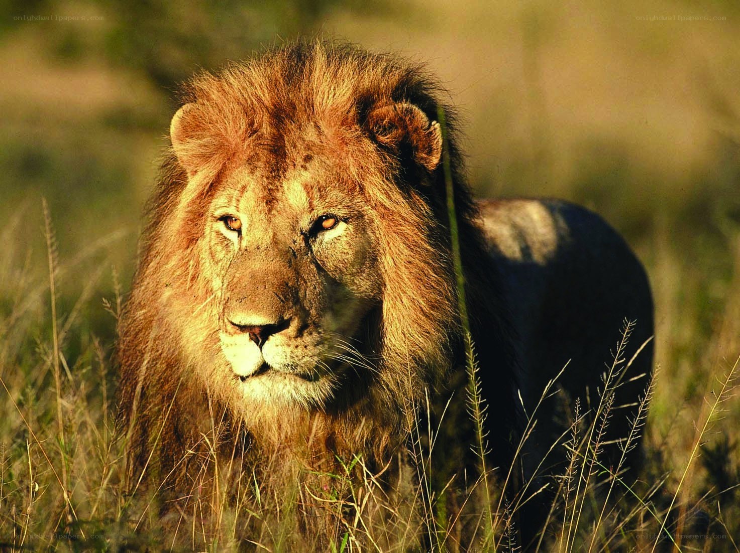 Lion in the grass