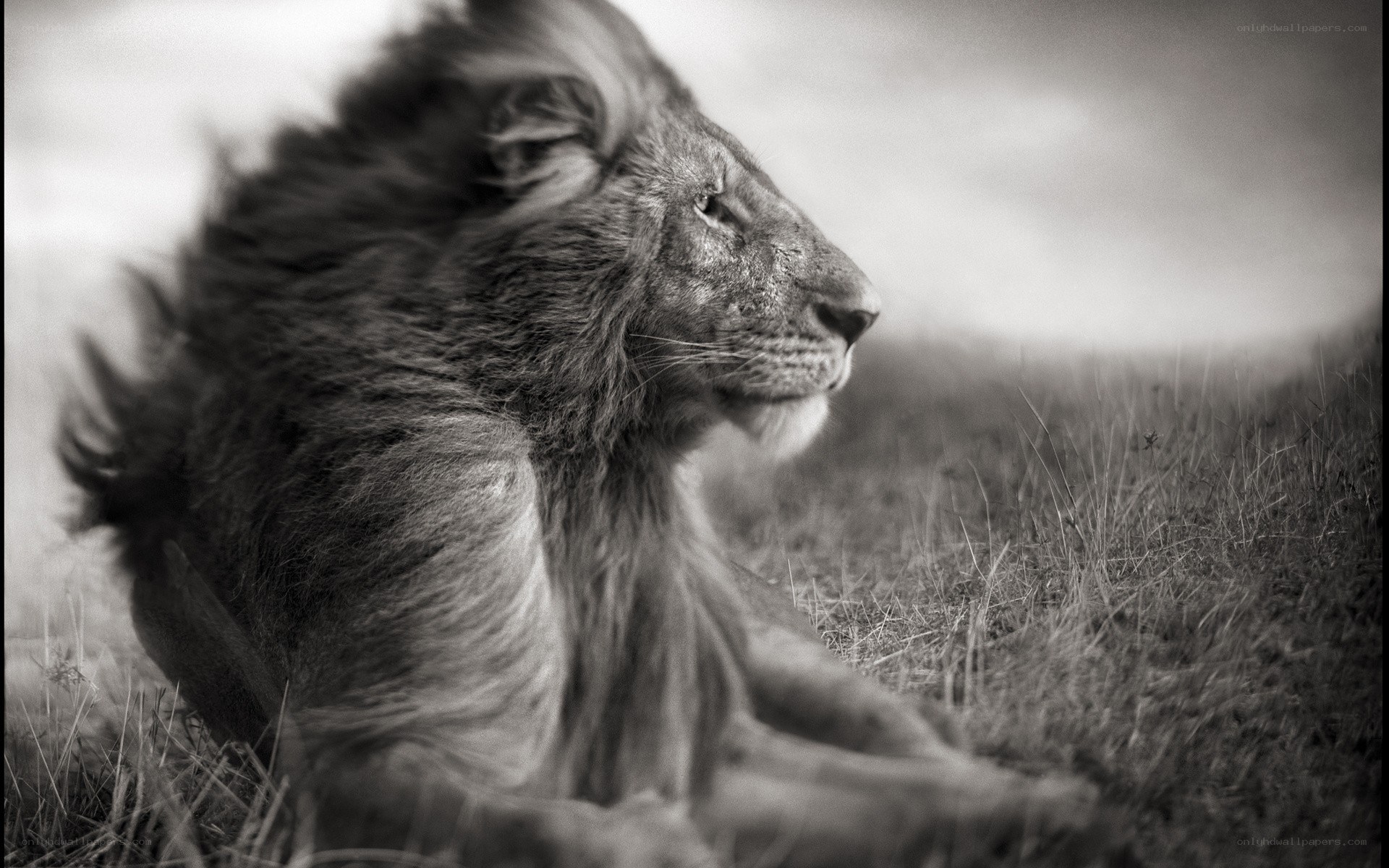 Lion in the grass
