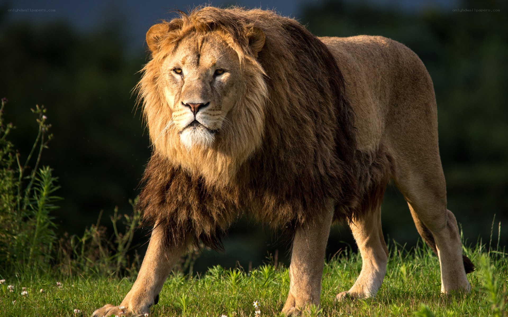 Lion in the grass