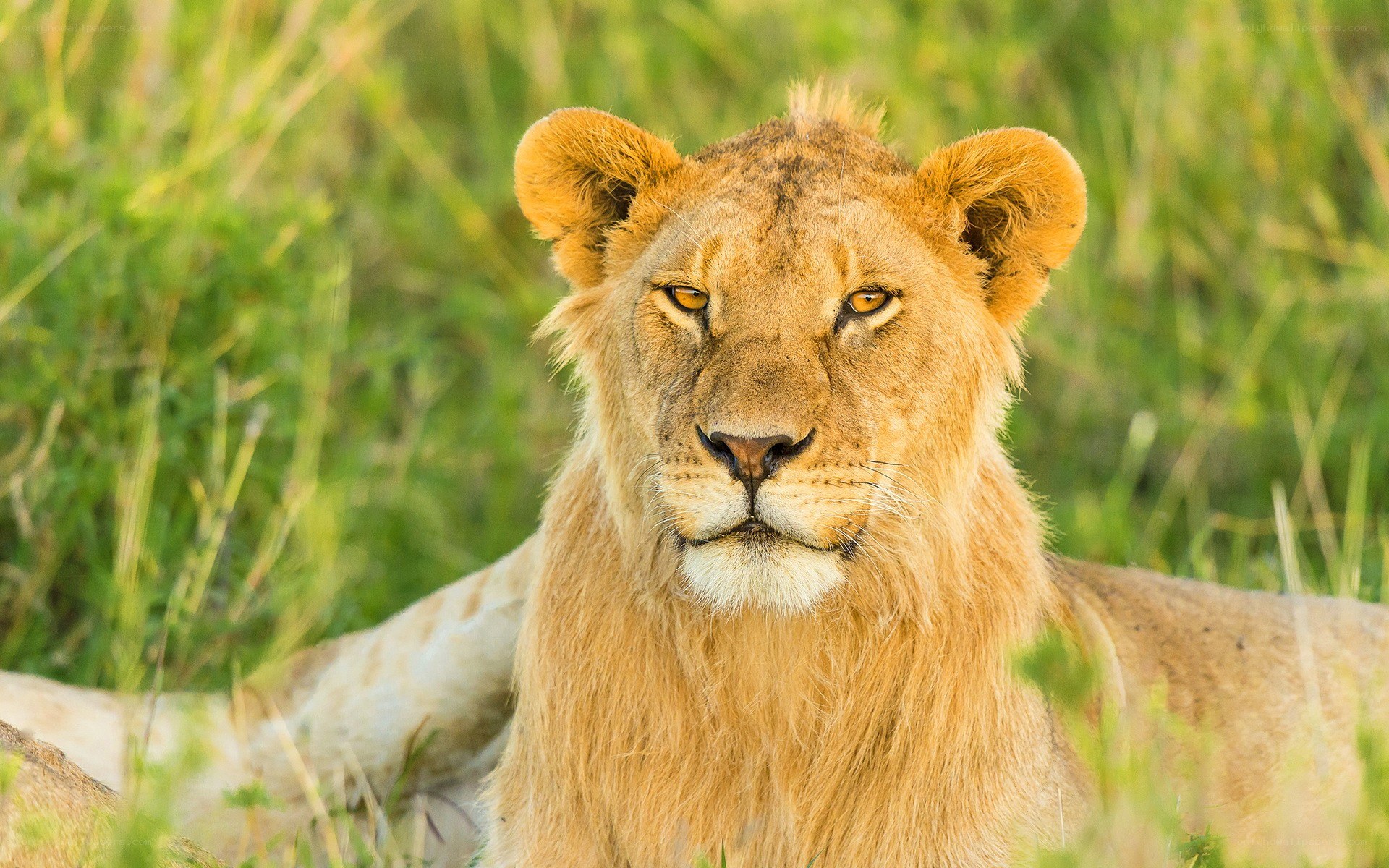 Lion in the grass