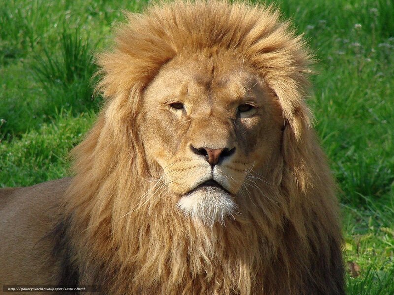 Lion in the grass