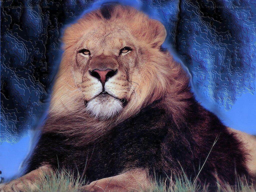 Lion in the grass