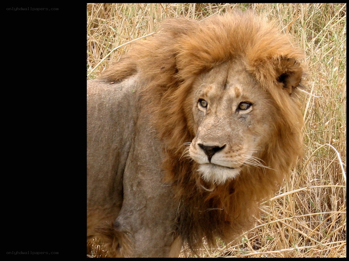 Lion in the grass